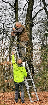 Nisthilfe mithilfe einer Leiter am Baum gehängt