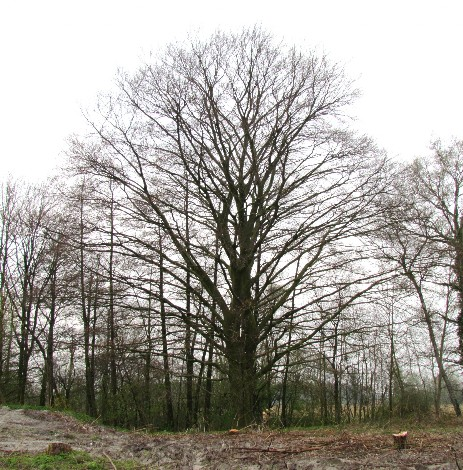 Buche an der Liebigstraße