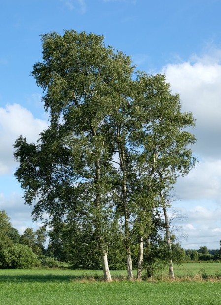 Moor Birke