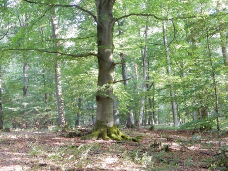 Rotbuche