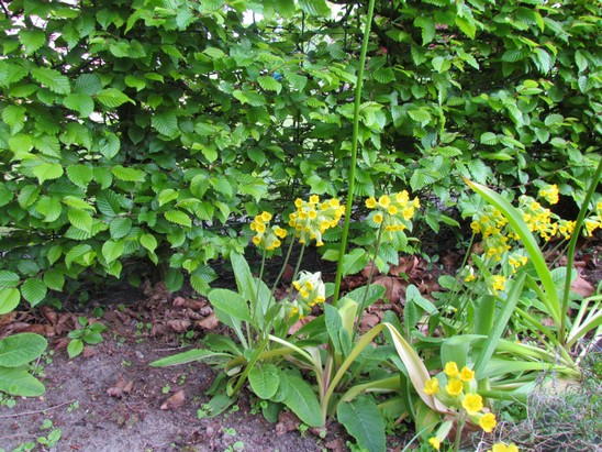 Natur vor Glyphosat