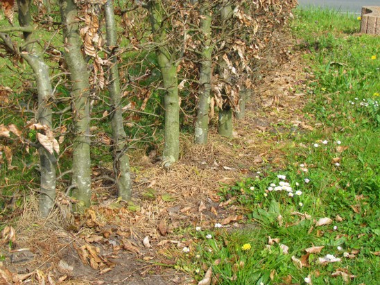 Natur nach Glyphosat